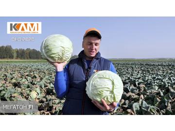 Обзор белокочанной капусты Мегатон F1