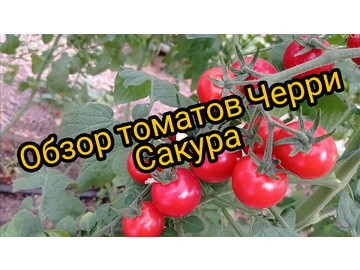 Обзор томатов Черри Сакура