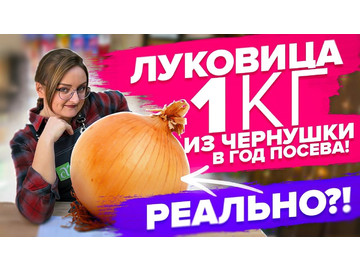 КАК ВЫРАСТИТЬ КРУПНЫЙ ЛУК ИЗ СЕМЯН!? КОГДА СЕЯТЬ ЭКСИБИШН
