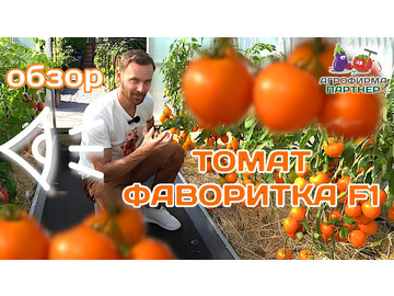 Обзор томата Фаворитка F1