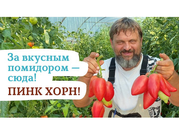 За вкусным помидором - сюда! ПИНК ХОРН!
