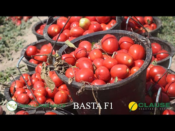 Sifat foydadan ustun Basta F1 / AGRO EXPORT GROUP