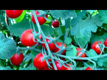 Тути-Фрути F1 / Tutti-Frutti F1 - Томат, Clause