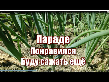 371_Параде. Понравился! Буду сажать ещё!