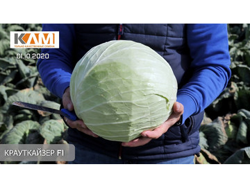 Обзор капусты Крауткайзер F1