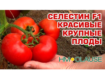 КРУПНЫЕ ОДНОРОДНЫЕ ПЛОДЫ ТОМАТА СЕЛЕСТИН F1 (12-06-2018)