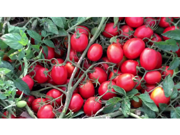 Обзор на томат 