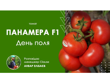 Томат Панамера. Видео, описание, отзывы. Где купить в небольшой фасовке