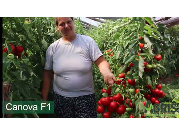 Canova F1 - Cultura de tomate în Olari, jud. Prahova, fermier Alecu Claudia