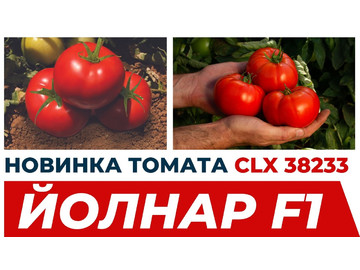 Обзор новинки томата 