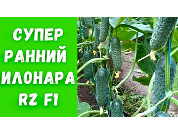 ИЛОНАРА RZ F1 СУПЕР РАННИЙ ОГУРЕЦ