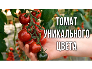 Томат черри для открытого грунта и теплиц уникального цвета. Черри для консервирования. Новинки.