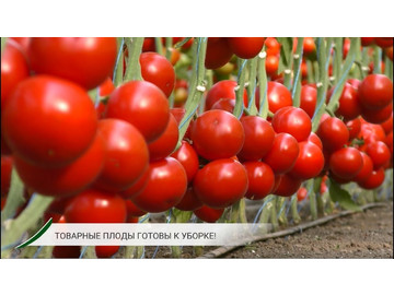 Урожайный красный томат МАНАМИ (KS 21) F1 от KITANO SEEDS