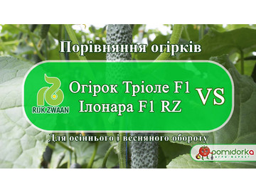 Порівняння огірків Тріоле F1 VS Ілонара F1 RZ