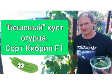 Сорт Кибрия F1 