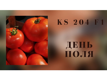 Томат первого и  второго оборота. КС 204 F1. Лучшие томаты для теплицы