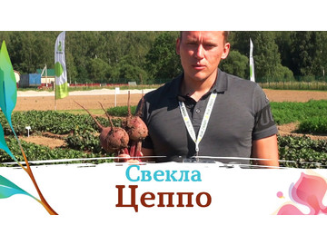 Свекла ЦЕППО